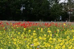 00053-20240526-Gartenschau-8959