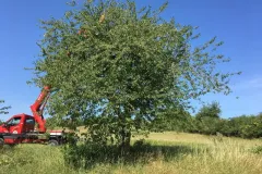 00062-Obstbauschnitt-3