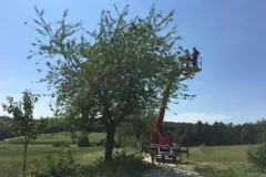 00063-Obstbauschnitt-4