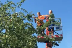 00064-Obstbauschnitt-5