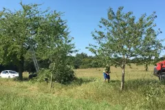 1_00061-Obstbauschnitt-2