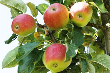 Favoriten der Apfelsorten für den Haus- und Kleingarten