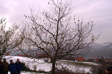 Winterschnitt bei Obstbäumen