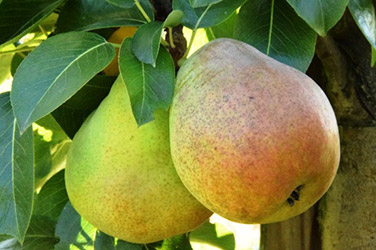 Birnensorten für den Garten