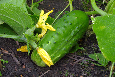 Gurken im Garten