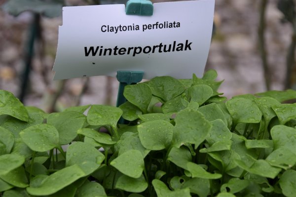 2021 – Gartentipp 03 – Winterportulak – frisches Grün im Winter