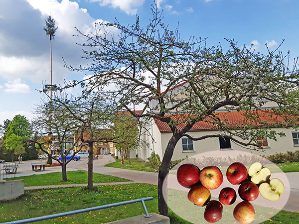 Obstbaumfreunde Harburg informieren