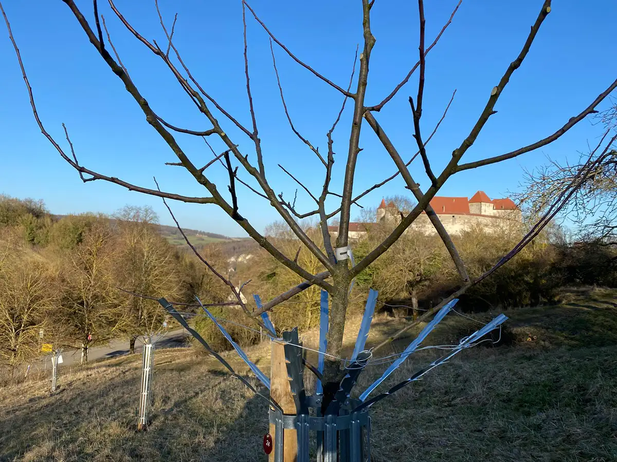 Baumpflege am Rennerspitz